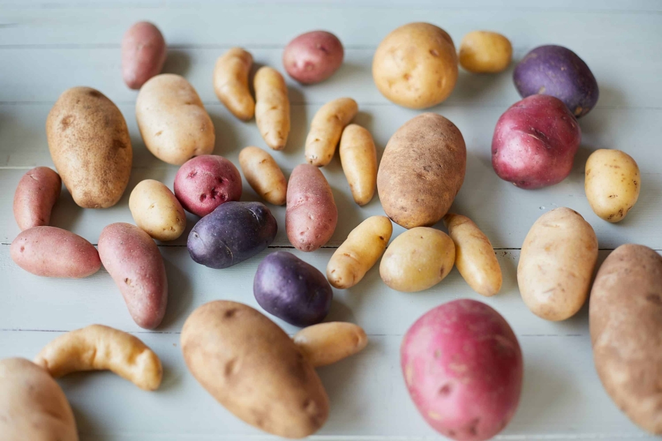 다양한 품종으로 개량되어 온 감자