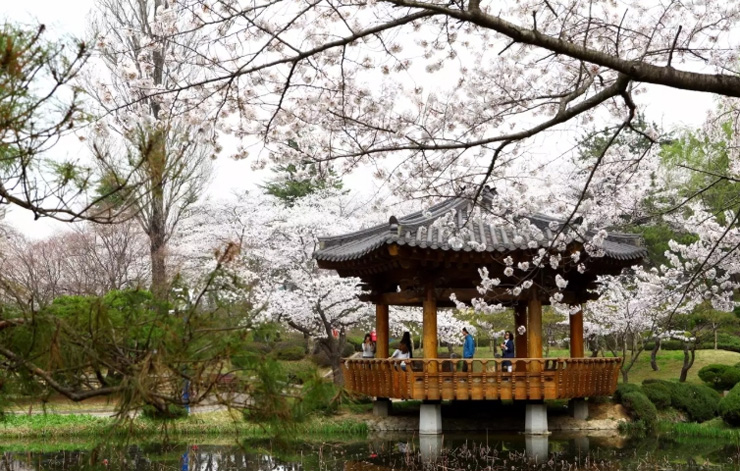 경주 벚꽃축제 (출처: 한국관광공사)