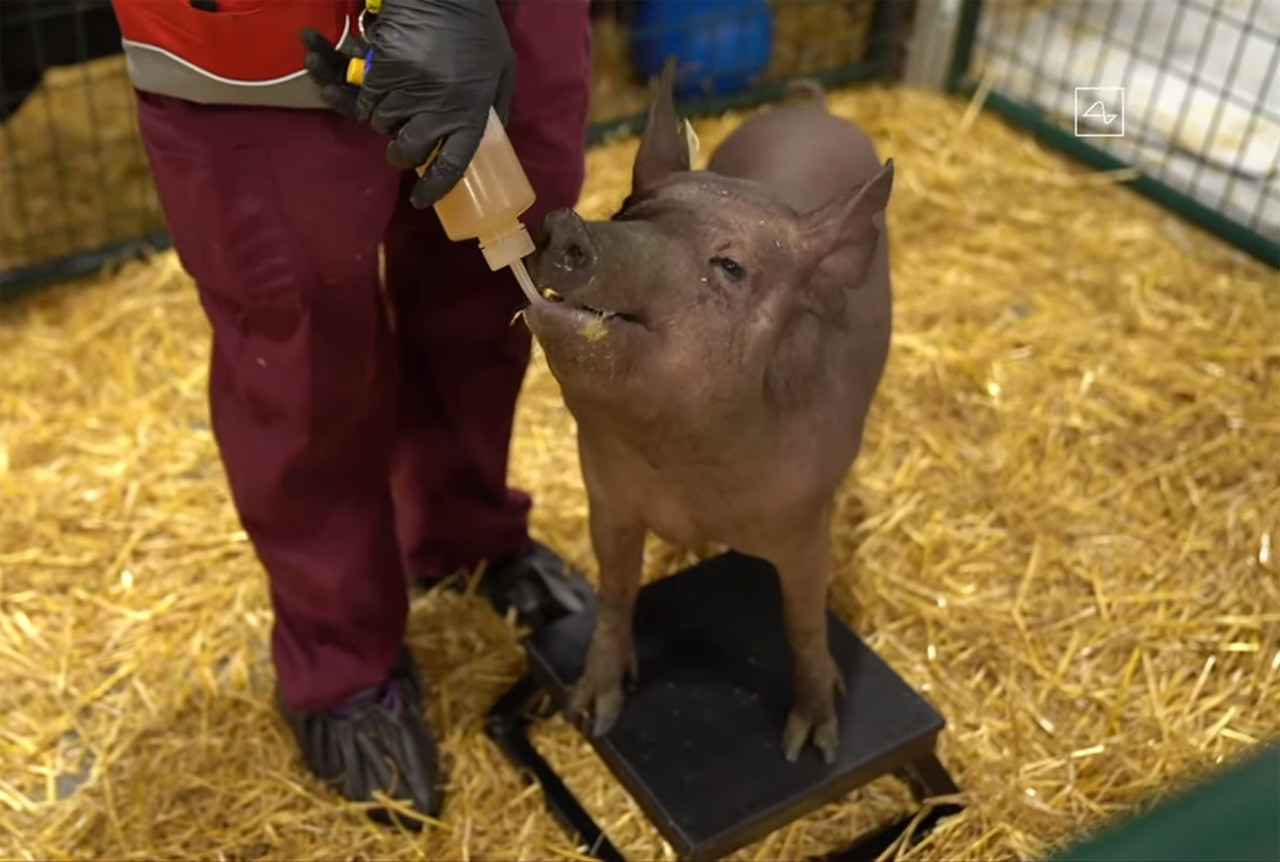 ▲ 뇌에 컴퓨터 칩이 이식된 돼지 (사진: 뉴럴링크 유튜브 채널)
